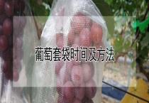 葡萄套袋时间及多久？