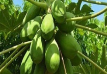 番木瓜需要多长时间才能结果 番木瓜和木瓜有什么区别？？