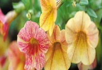 舞春花花败了怎么多久？