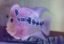 罗汉鱼可以养到多大 附罗汉鱼怎么混养