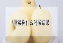 雪梨树什么时候结果