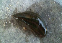 蚂蟥在几月份出来