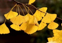 银杏和水杉是一种树还是两种树