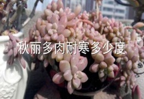 秋丽多肉耐寒多少度
