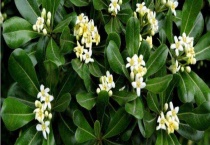 海桐树黄叶怎么办？