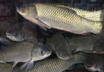 草鱼身上腐烂是什么病