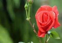 月季刚种下就焉了 怎么办？