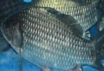 冬钓鲫鱼饵料配方及技巧 附饵料味型