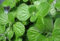 碰碰香怕冷吗？