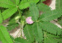 含羞草干枯了怎么办？