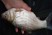 用什么鱼饵钓红眼鱼 钓红眼鱼有哪些技巧