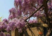 费县紫藤花什么时候开