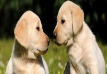 拉布拉多犬的训练方法 拉布拉多犬的运动量控制及驯化注意事项