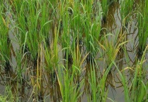 水稻黄矮病 附详细介绍