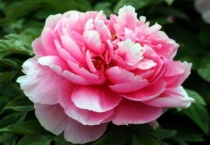 牡丹寓意着什么意思