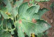 番茄早疫病防治技术 附症状及发病规律