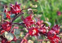 洛神花是一年一种吗？