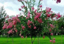 紫薇树没有土球容易栽活吗？