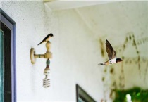 燕子吃什么害虫为主食