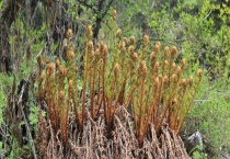 蕨菜和薇菜的区别？