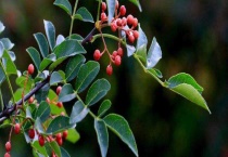 花椒产地在哪里 附花椒的生长习性、功效与作用