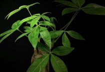 发财树黄叶怎么救治