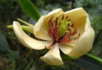 两性花一定是完全花吗？