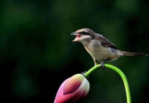怎么救活快死的鸟