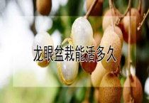 龙眼盆栽能活多久？