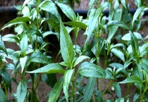 穿心莲能否生吃 附穿心莲的做法