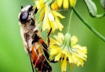 中蜂巢虫防治最好方法 如何进行药物防治