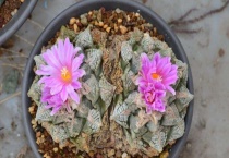 龟甲牡丹原产地