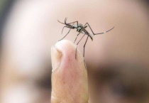 花椒树驱蚊子吗？