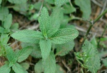 荔枝草和癞蛤蟆草是一种吗？