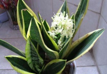 虎皮兰不长怎么办？