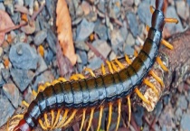 什么药和气味会让蜈蚣害怕 害怕雄黄酒和强光吗？