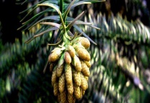 松树传播种子的方式 附其生长过程