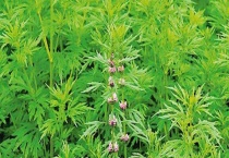 益母草什么时候开花 附泌蜜条件