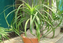 酒瓶兰的养殖多久？