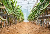 春季什么时候给果树浇水