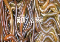 黄鳝怎么养殖