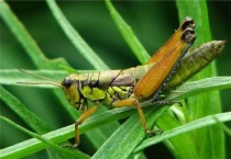 草蜢和蝗虫的区别？