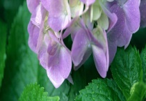 冬天花卉怎么保暖