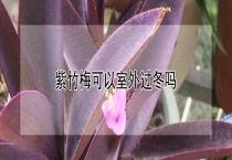 紫竹梅可以室外过冬吗？