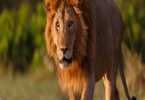 狮子尾巴的功能是什么 狮子主要有哪些种类