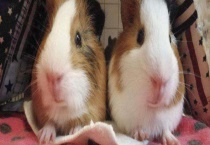 荷兰猪怎么分公母 附荷兰猪的性格和外形特征