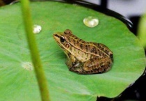 家养青蛙吃什么？