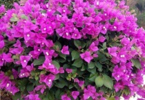 簕杜鹃和三角梅有什么区别？？