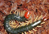 蜈蚣吃蜘蛛吗？