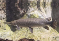 鳄雀鳝可以冷水养吗？